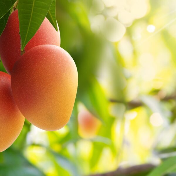 Red,Mango,On,Tree,With,Green,Leaves,And,Sunlight,Background.
