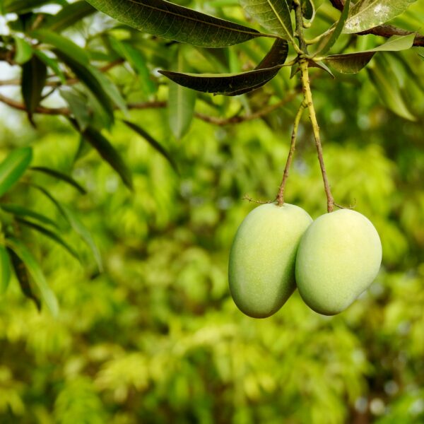 pexels-dropshado-4418674